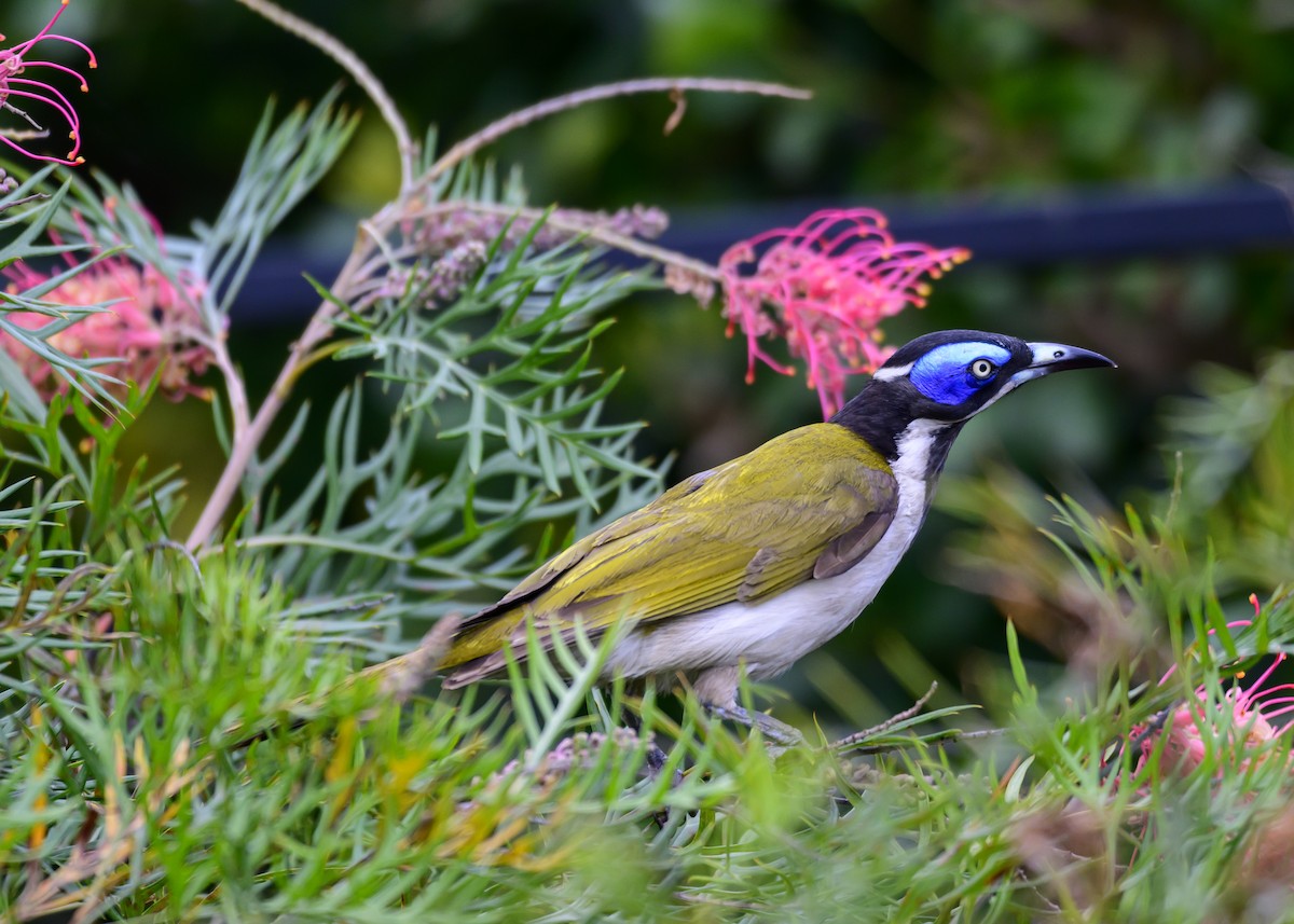 Blue-faced Honeyeater - ML624207400