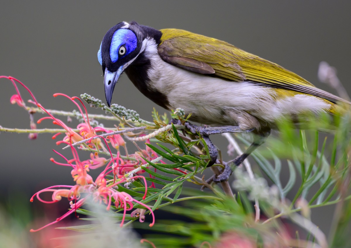 Blue-faced Honeyeater - ML624207404