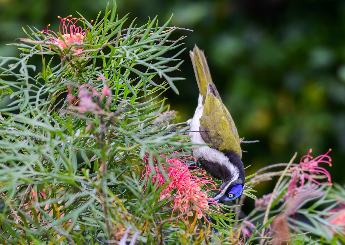 Blue-faced Honeyeater - ML624207407