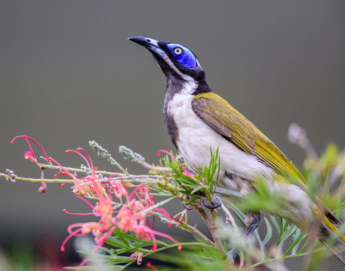 Blue-faced Honeyeater - ML624207410