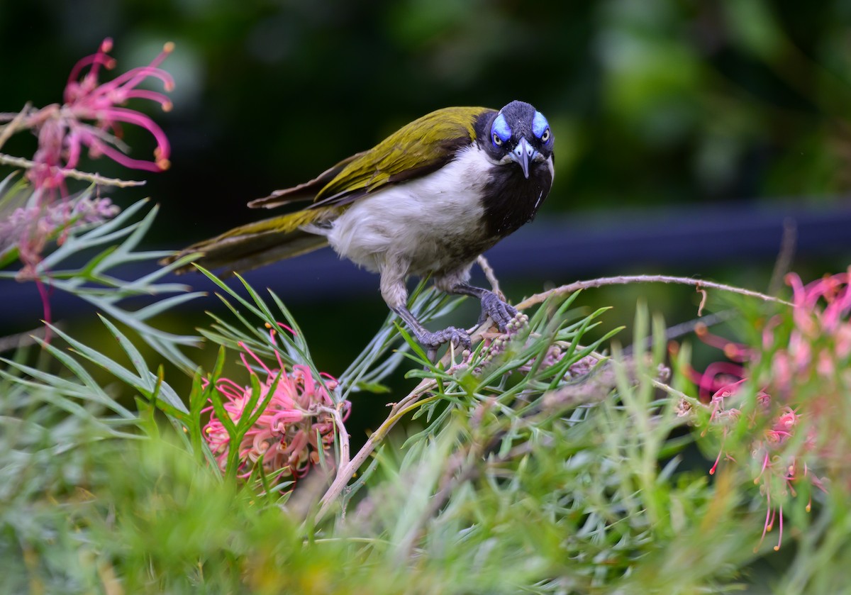 Blue-faced Honeyeater - ML624207411