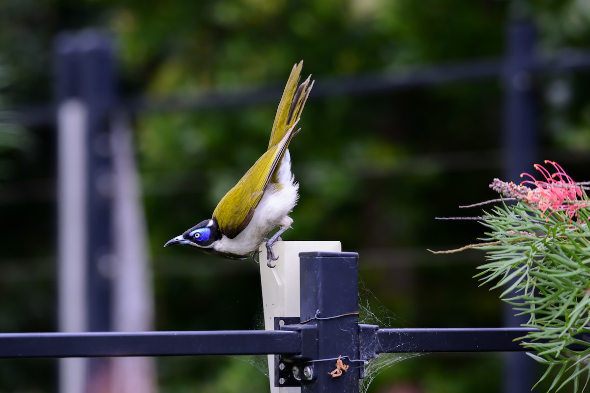 Blue-faced Honeyeater - ML624207412