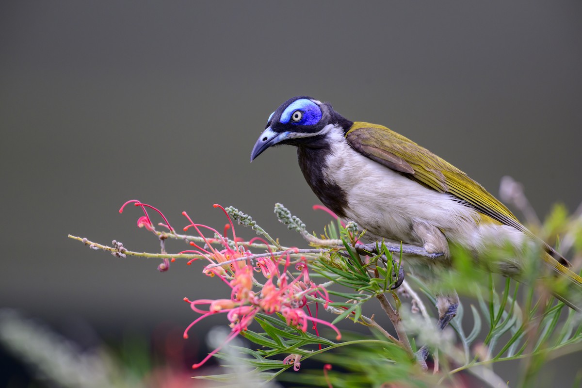 Blue-faced Honeyeater - ML624207413