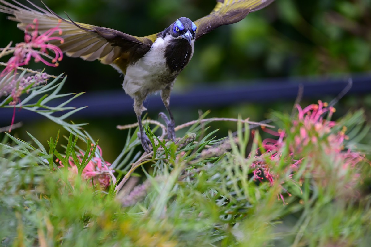 Blue-faced Honeyeater - ML624207414