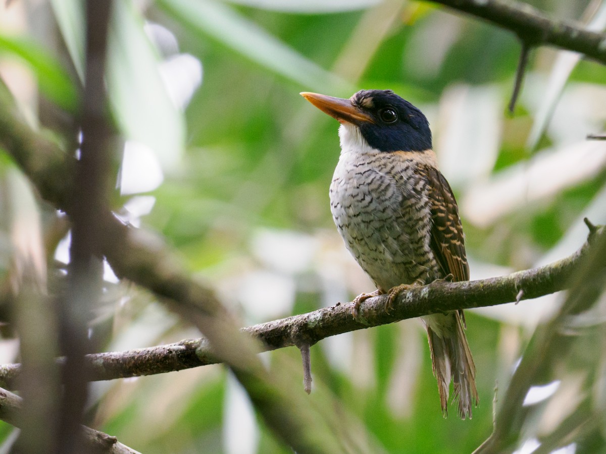 Scaly-breasted Kingfisher (Scaly-breasted) - ML624207415