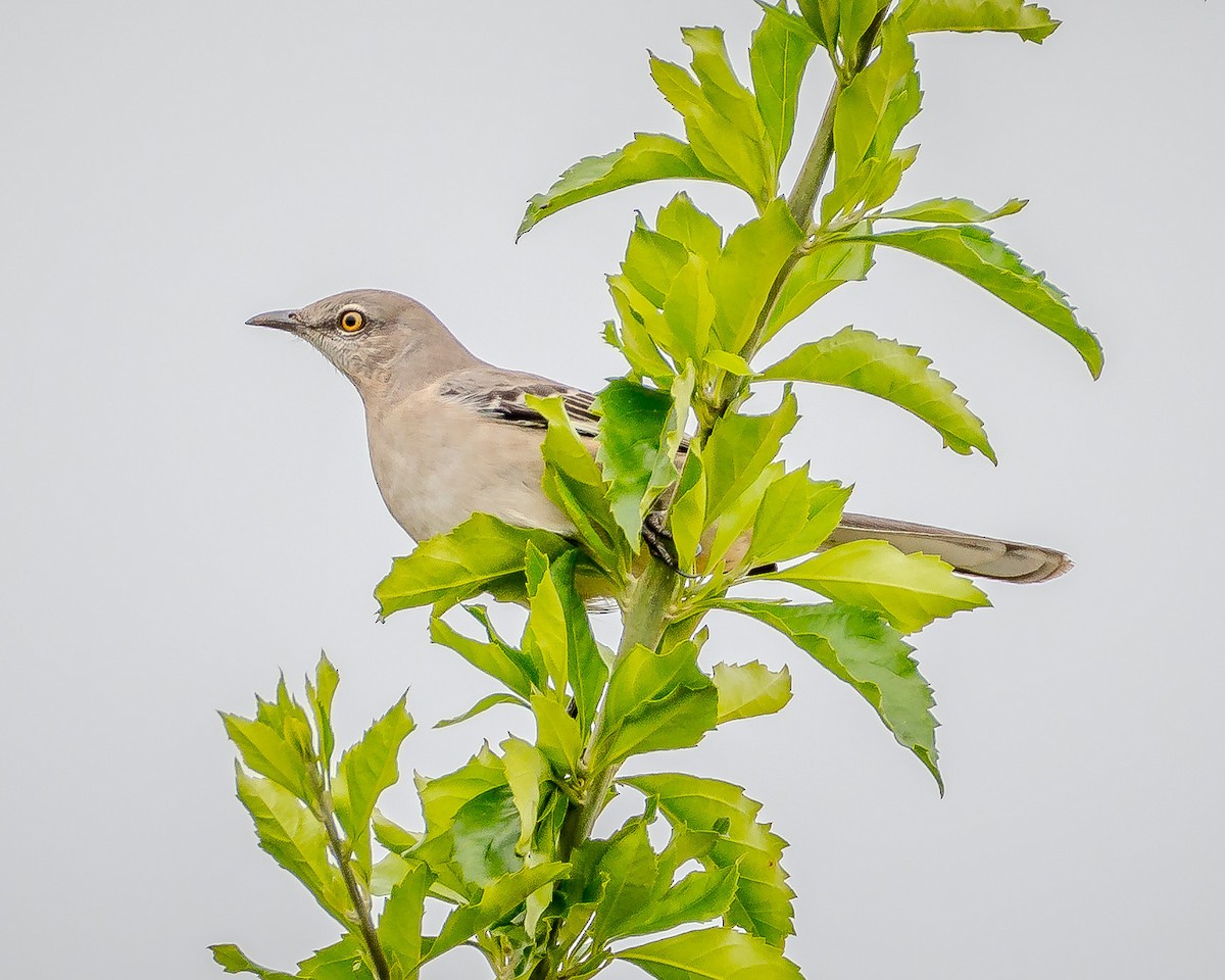 Northern Mockingbird - ML624207421