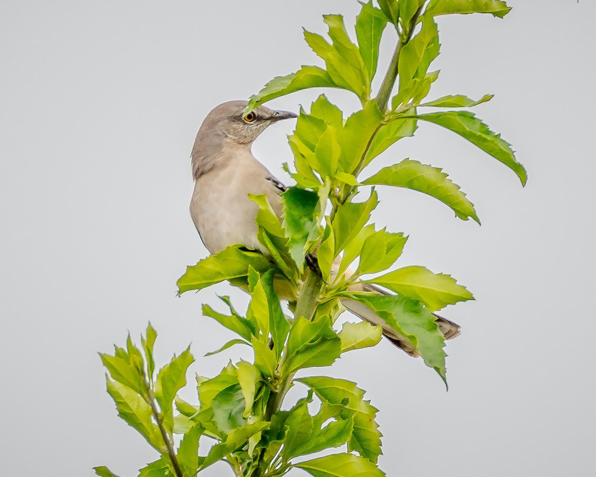 Northern Mockingbird - ML624207425