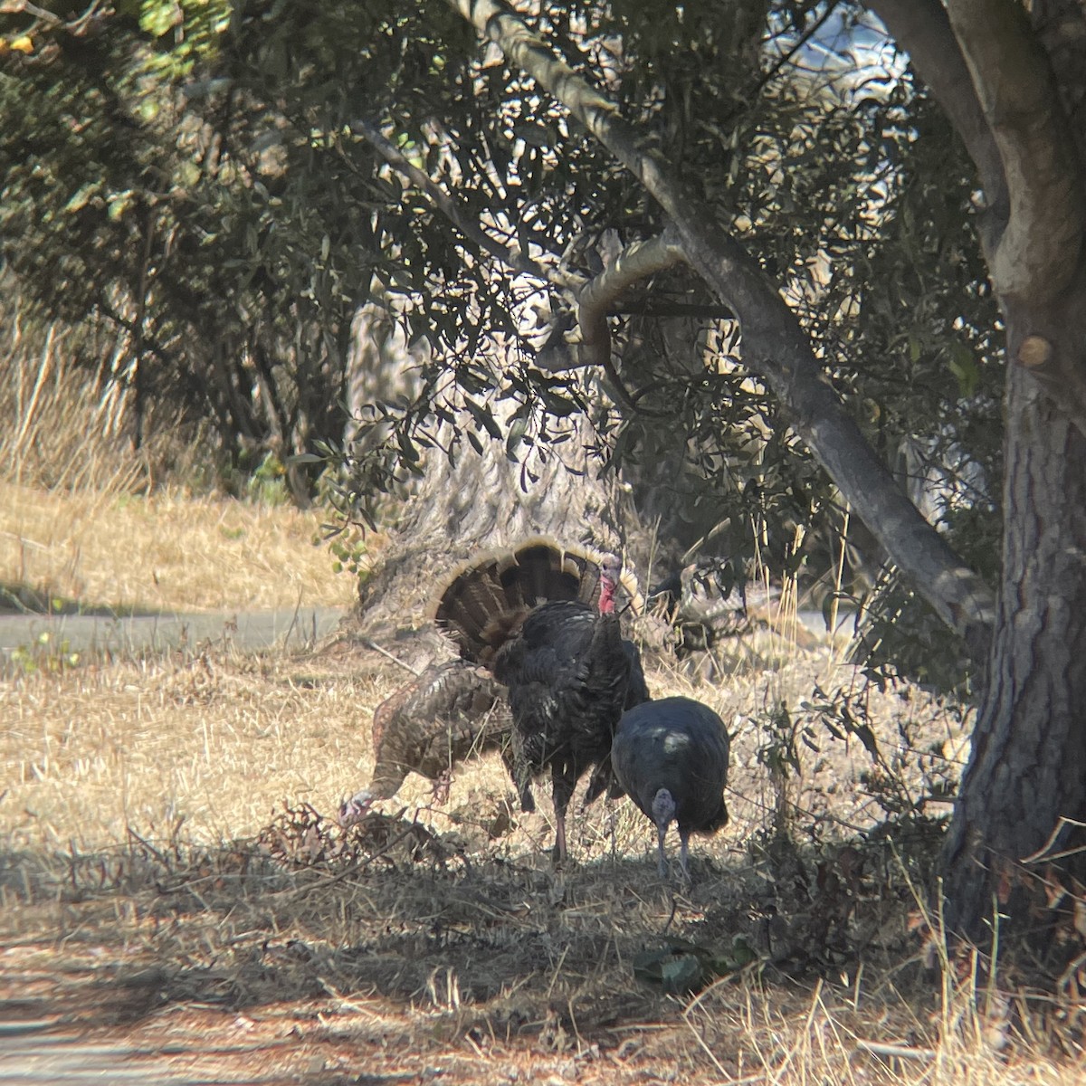 Wild Turkey - ML624207437