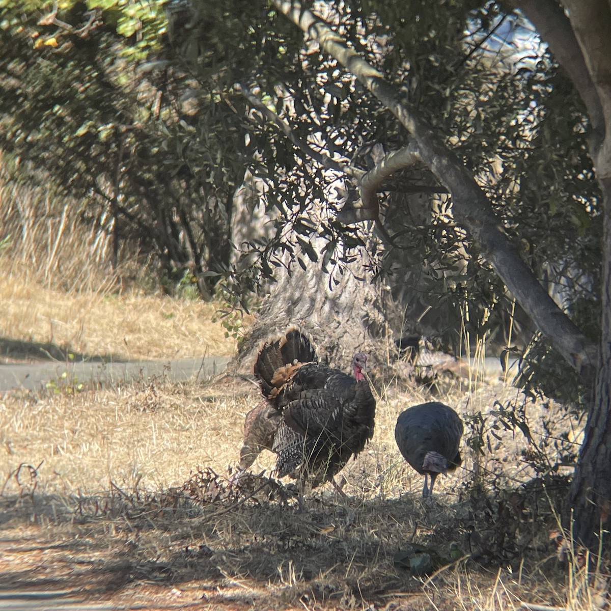 Wild Turkey - Felix Weilacher