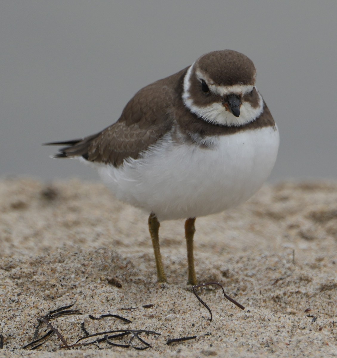 Semipalmated Plover - ML624207441