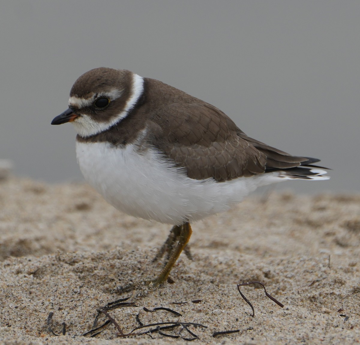 Semipalmated Plover - ML624207442