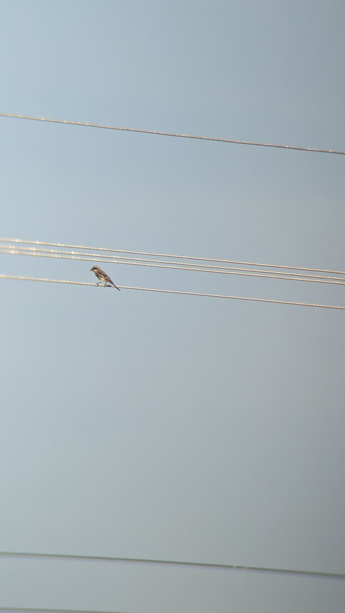 Bay-backed Shrike - ML624207447