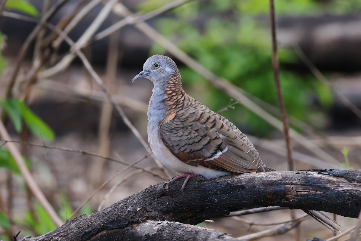 Bar-shouldered Dove - ML624207449