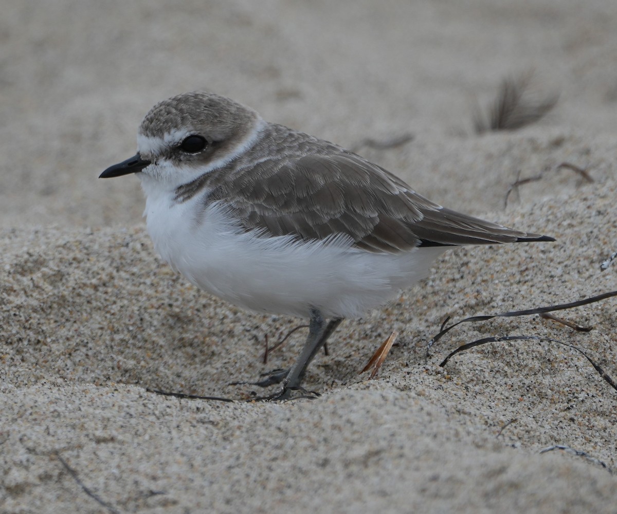 Snowy Plover - Richard Norton