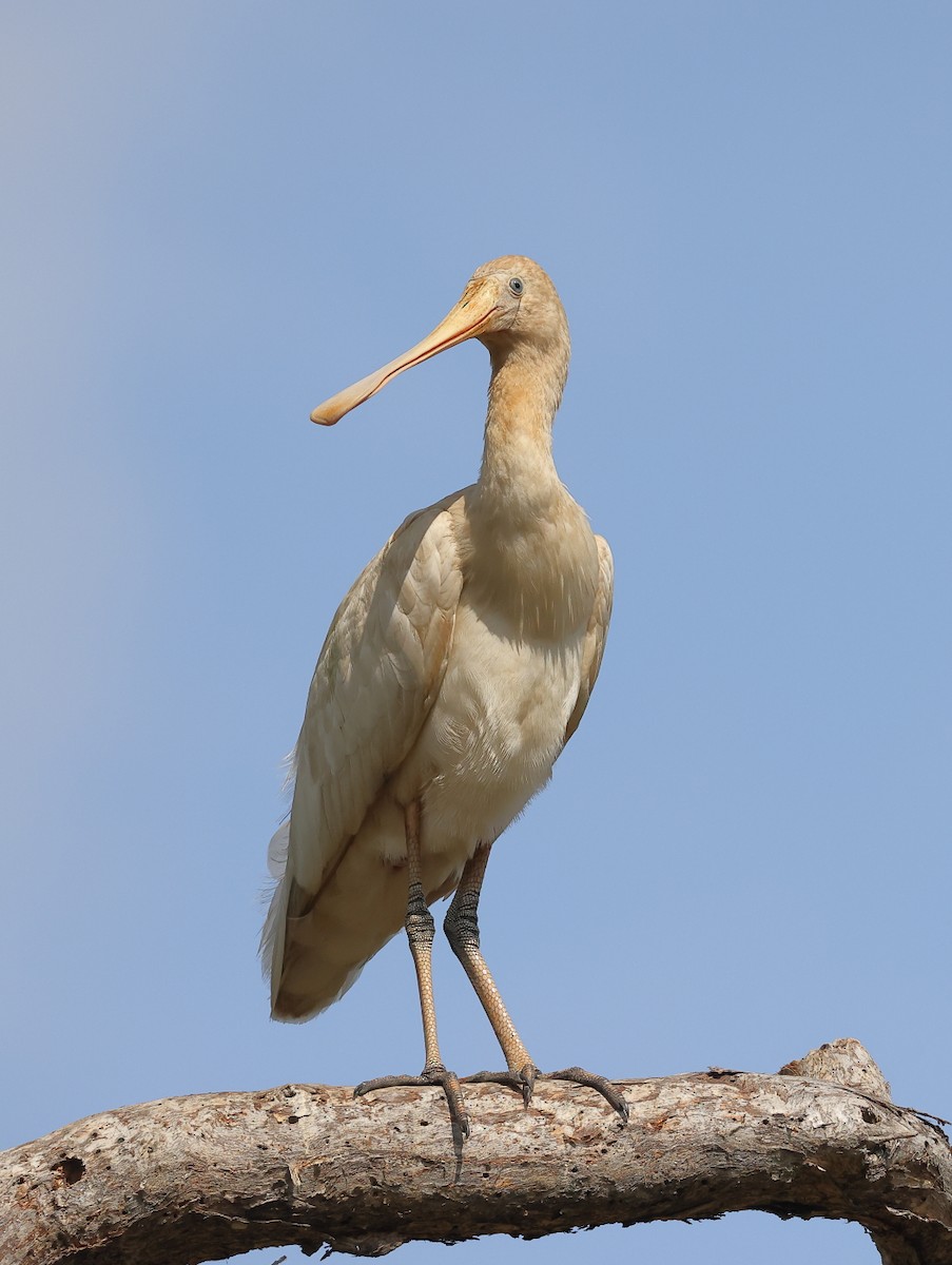 Yellow-billed Spoonbill - ML624207457