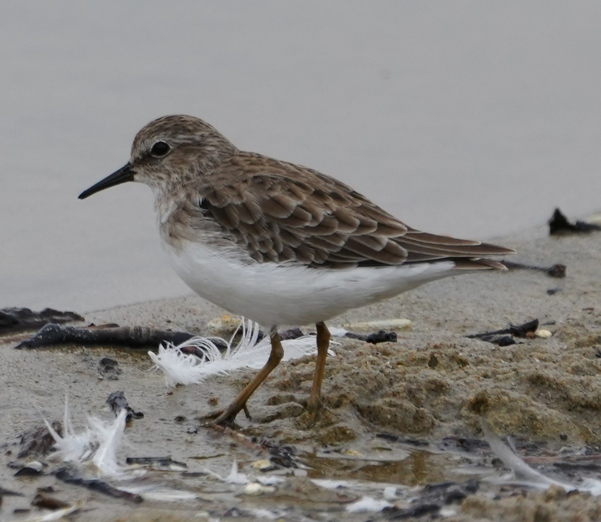 Least Sandpiper - ML624207460