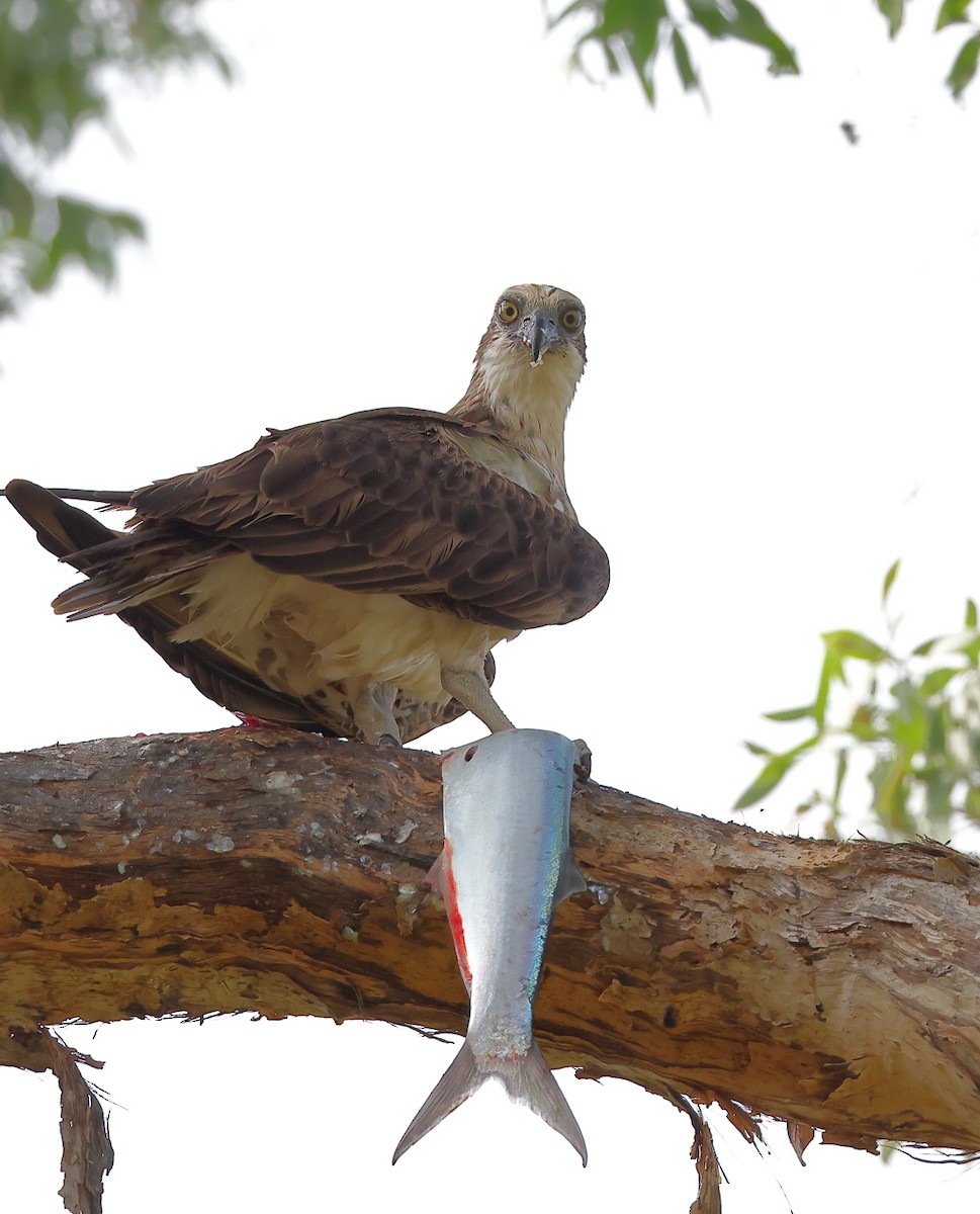 Osprey (Australasian) - ML624207461