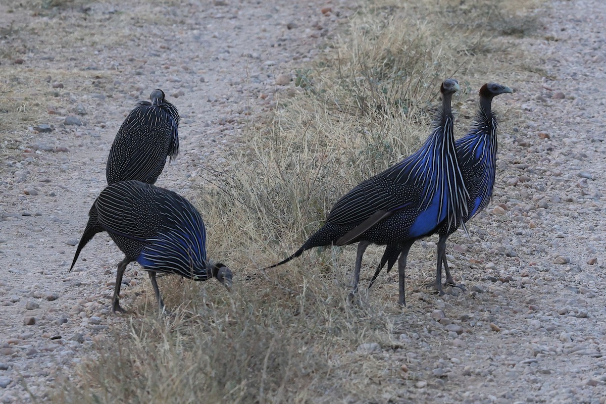 Vulturine Guineafowl - ML624207463