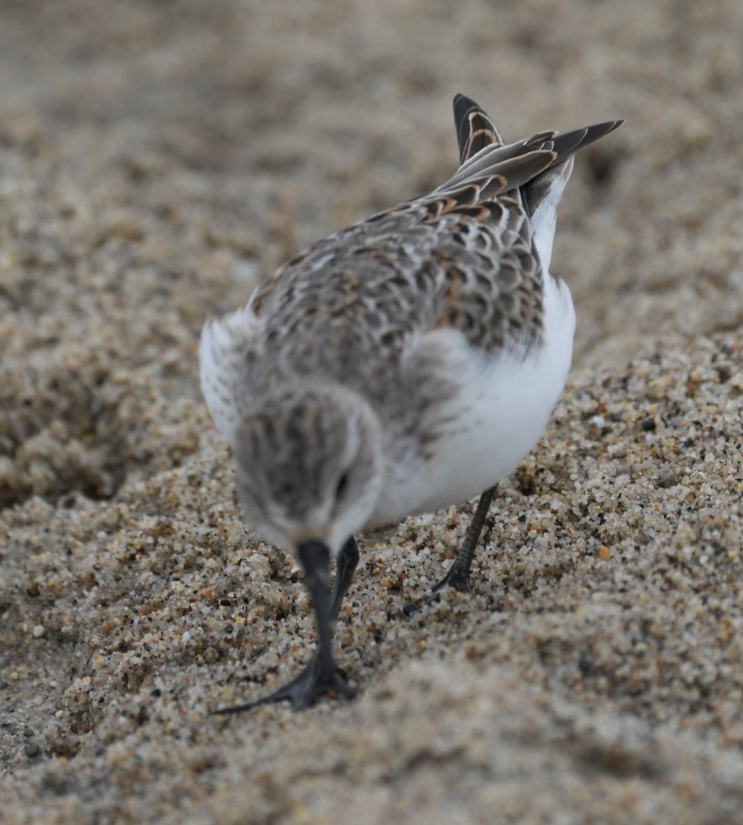 Western Sandpiper - ML624207464