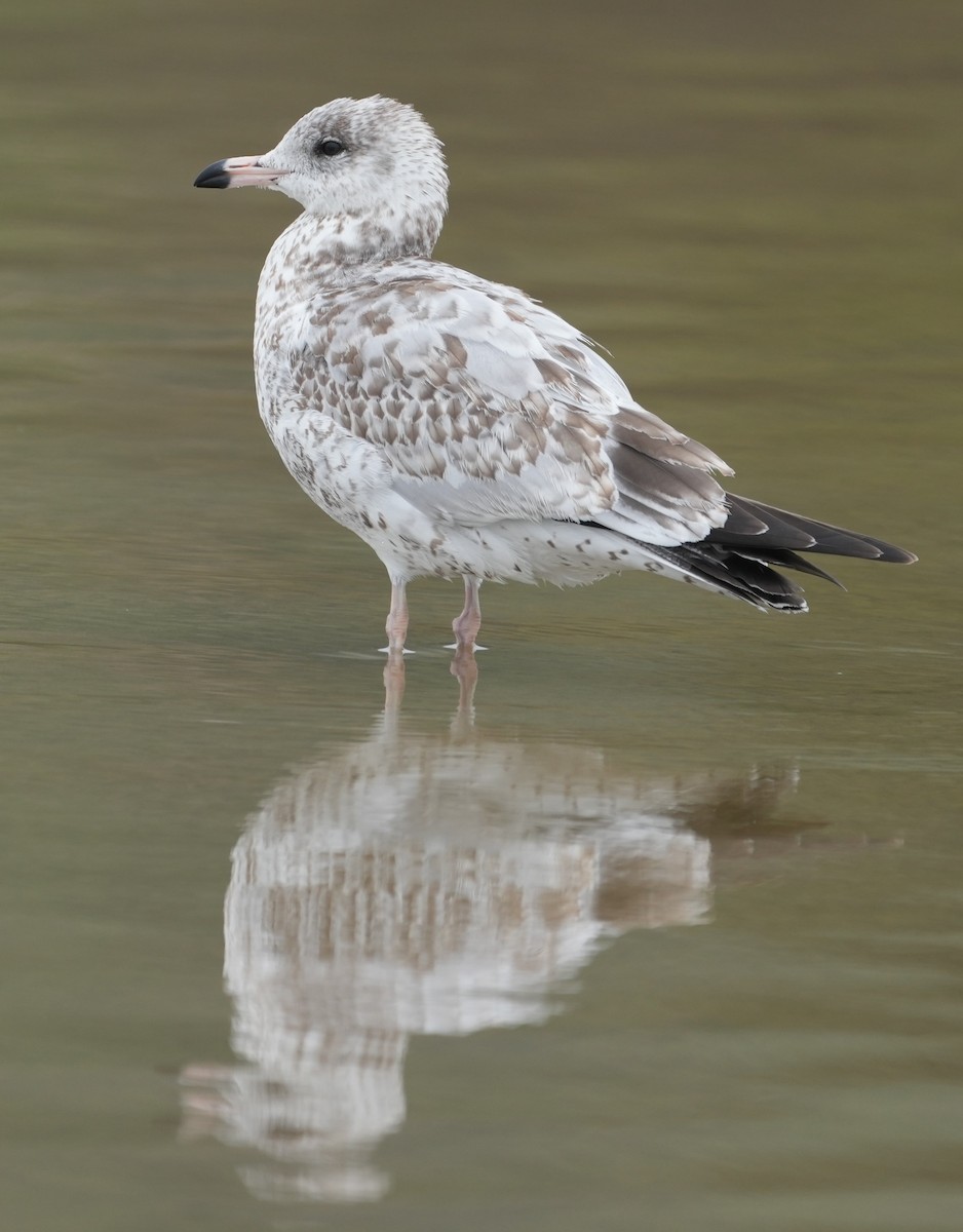 Ring-billed Gull - ML624207468