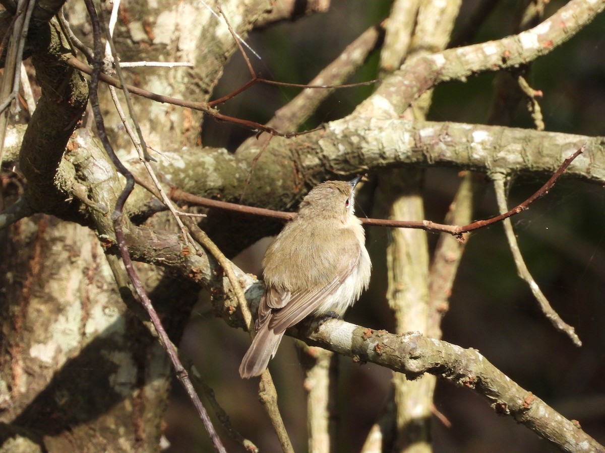 Large-billed Gerygone - ML624207497