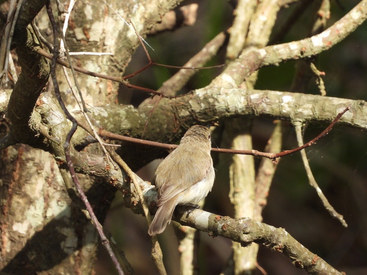 Large-billed Gerygone - ML624207499