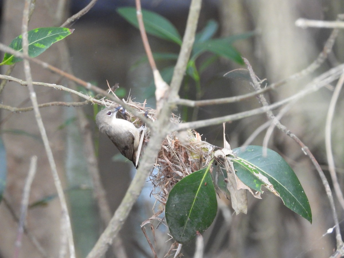 Large-billed Gerygone - ML624207501