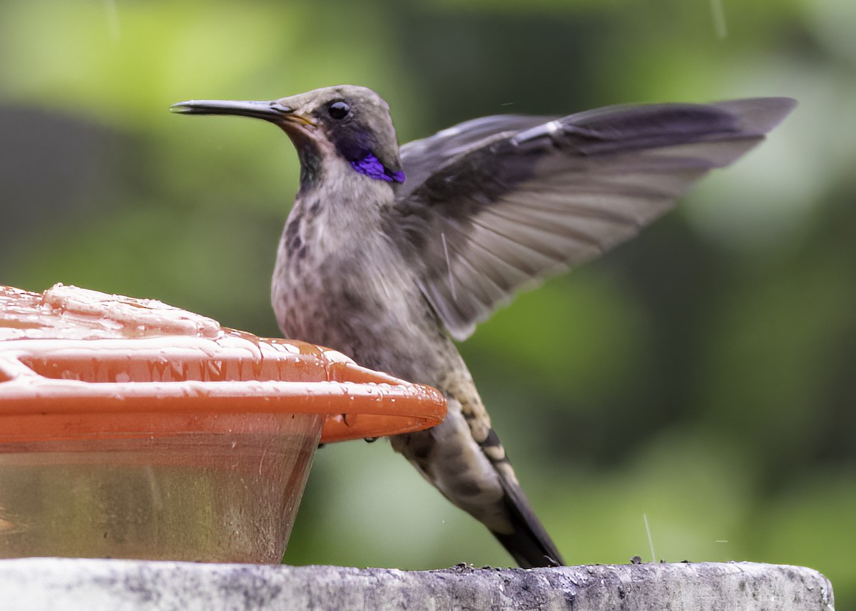 Brown Violetear - ML624207502