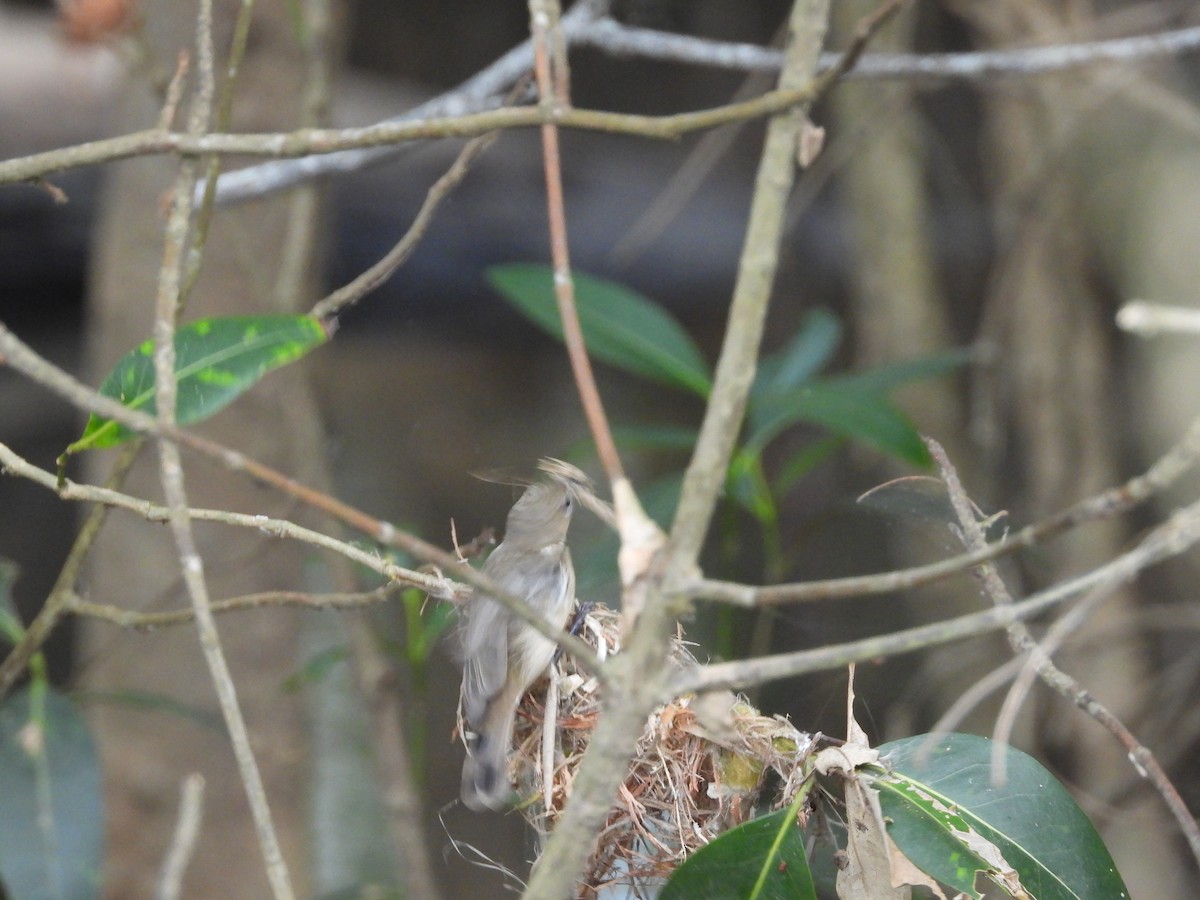 Large-billed Gerygone - ML624207505