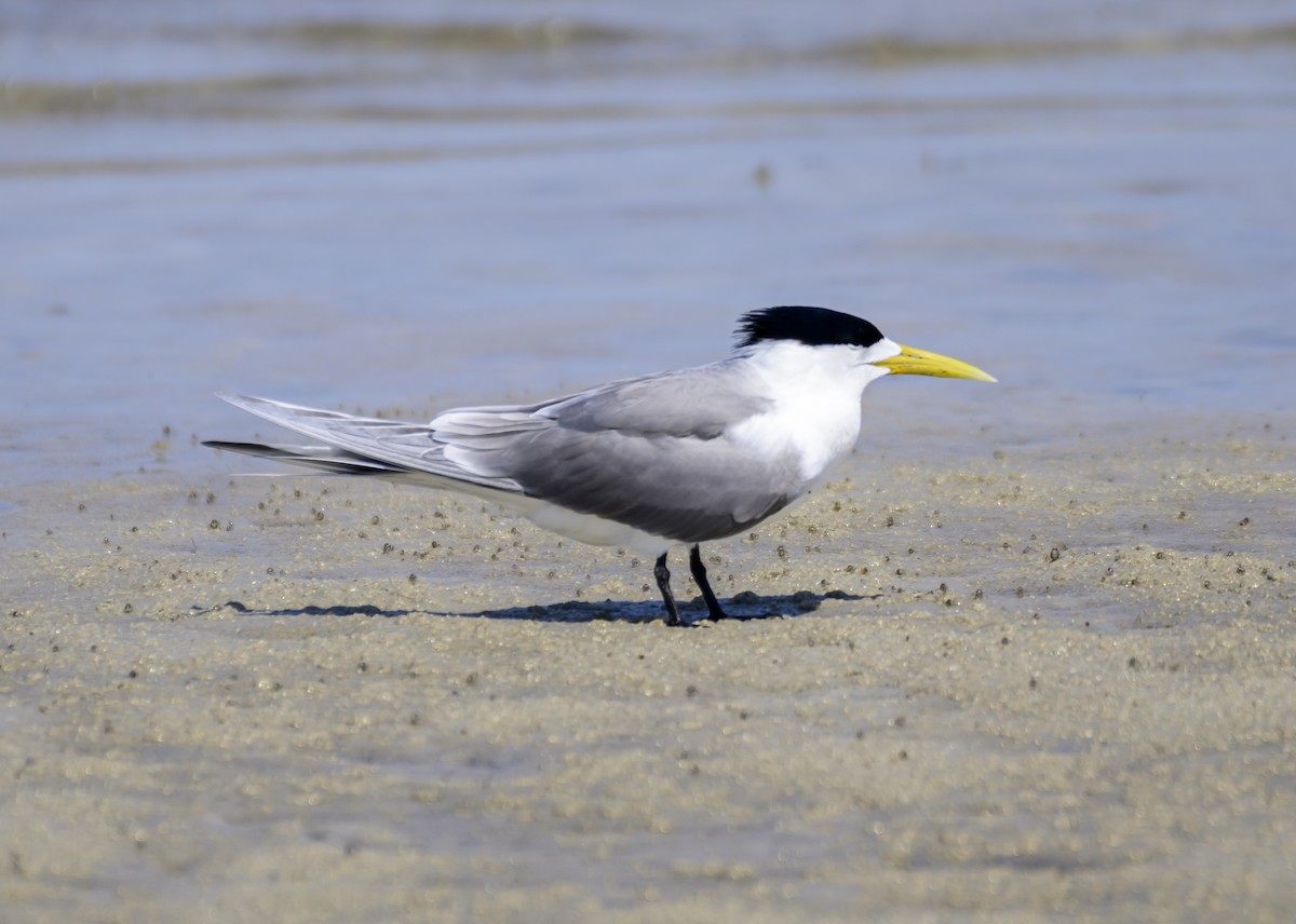 Great Crested Tern - ML624207536