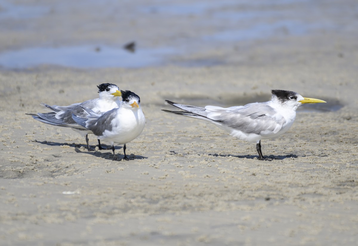 Great Crested Tern - ML624207537