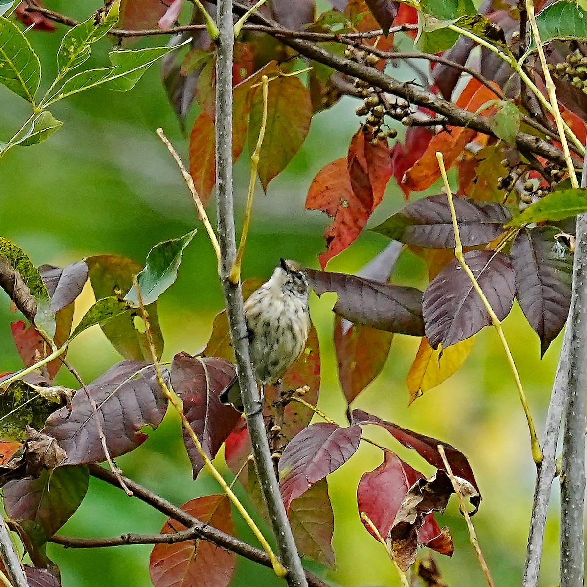 Paruline tigrée - ML624207539