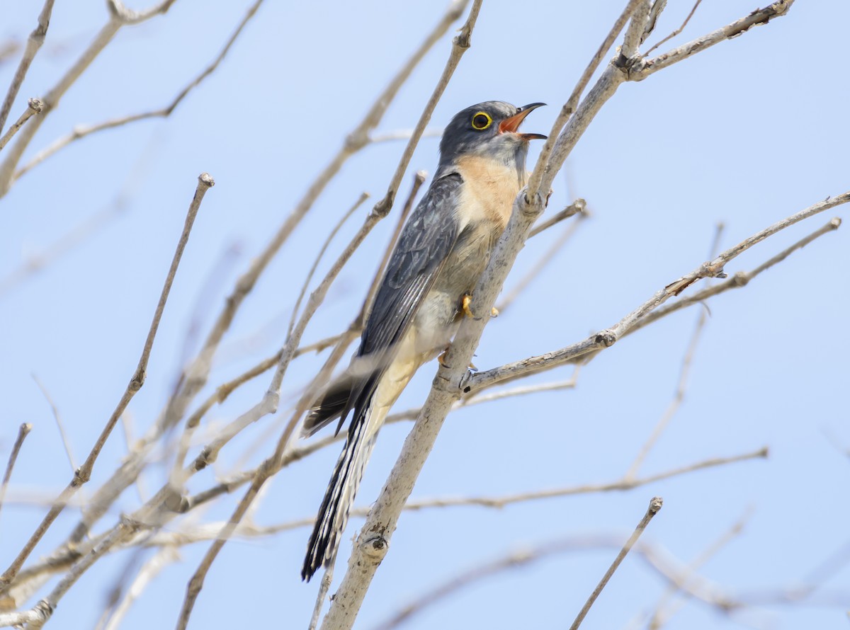 Fan-tailed Cuckoo - ML624207560