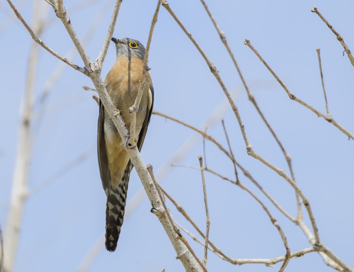 Fan-tailed Cuckoo - ML624207561