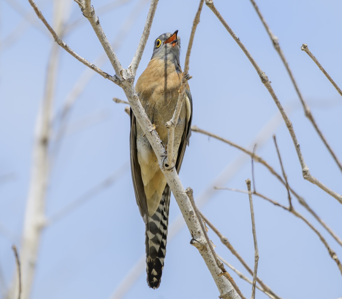 Fan-tailed Cuckoo - ML624207562