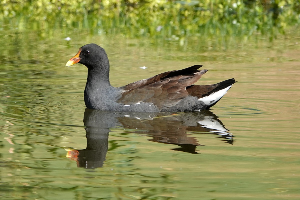 Common Gallinule - Steve Neely