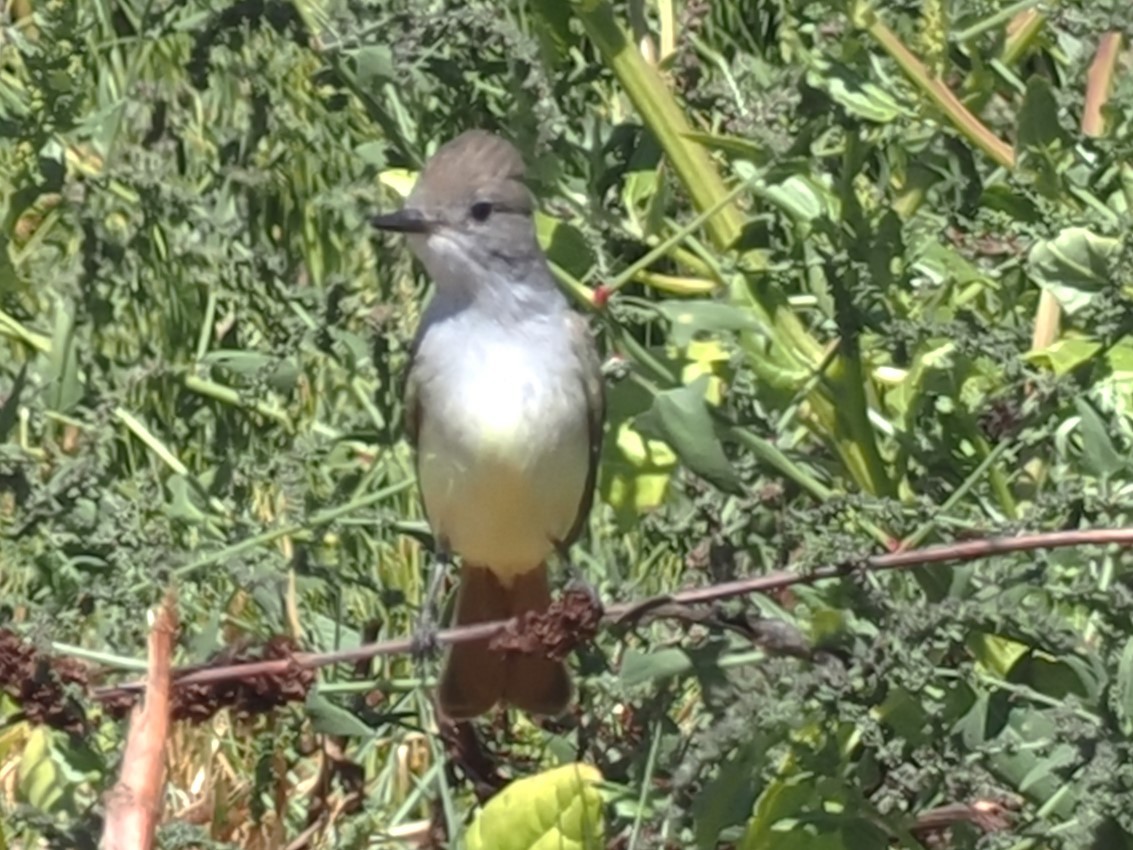 Ash-throated Flycatcher - ML624207675