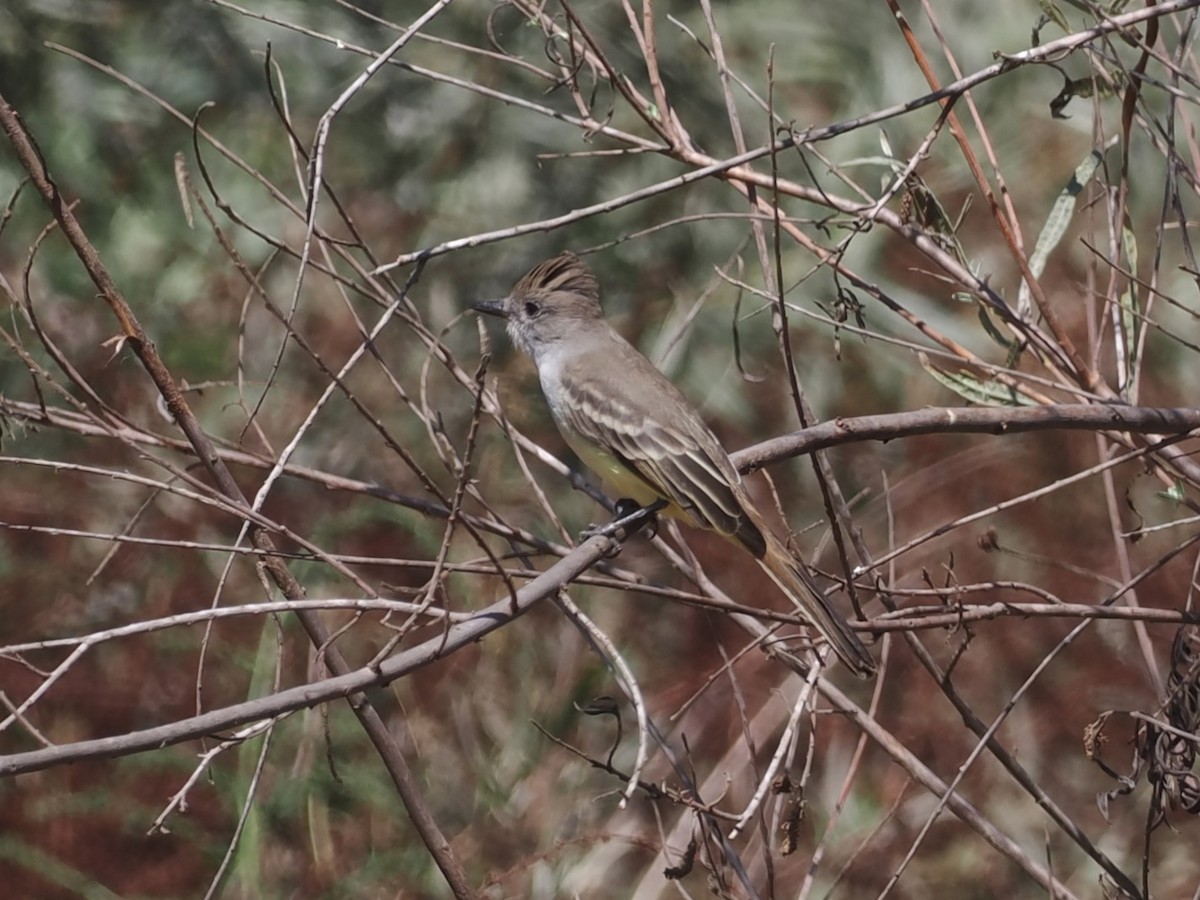 Ash-throated Flycatcher - ML624207676