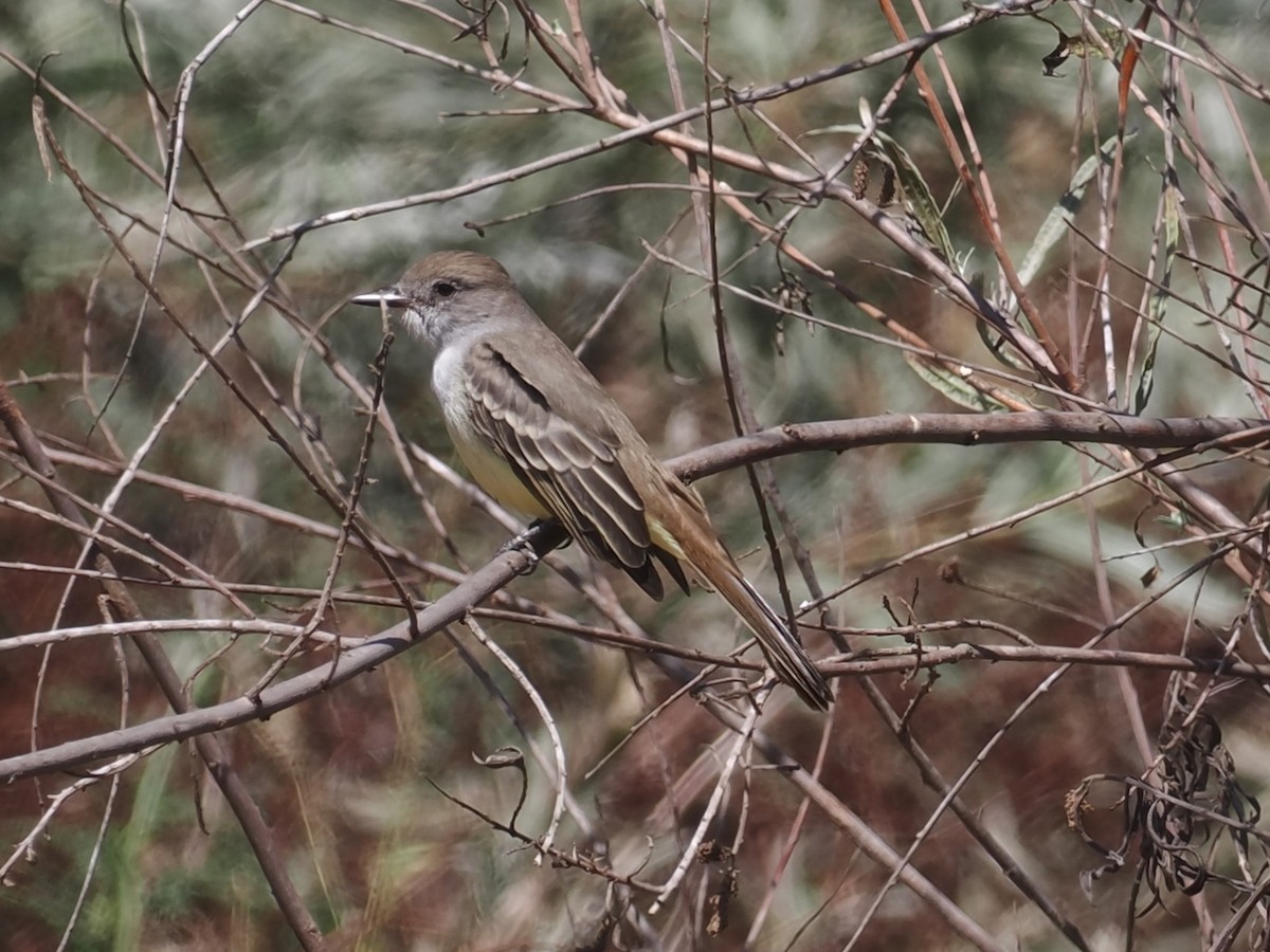 Ash-throated Flycatcher - ML624207677