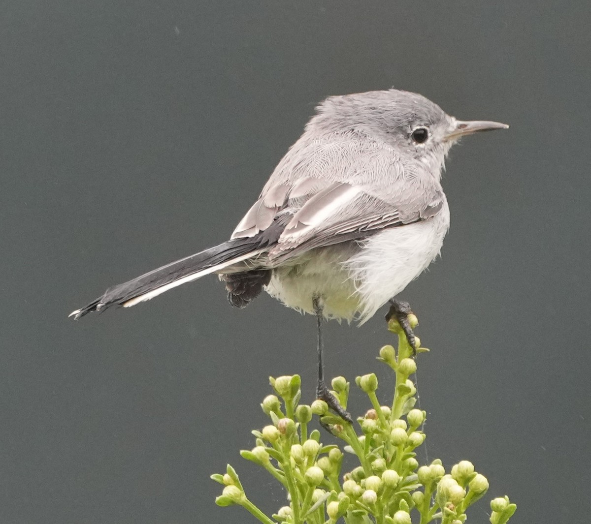 Blue-gray Gnatcatcher - ML624207711