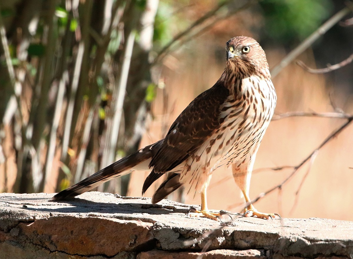 Cooper's Hawk - ML624207713