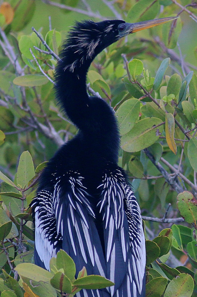 Anhinga d'Amérique - ML624207730