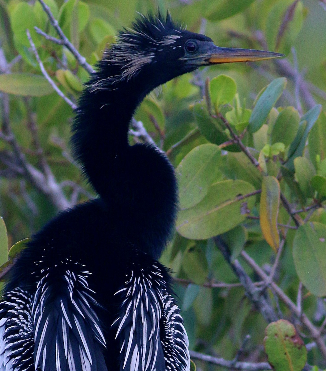 Anhinga - Charity Hagen