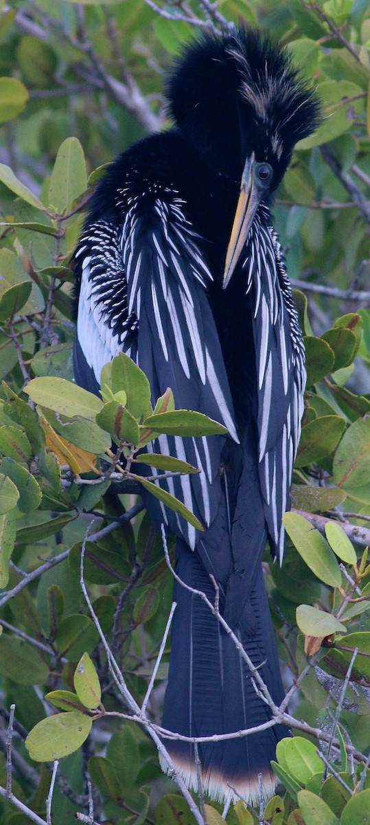 Anhinga d'Amérique - ML624207733