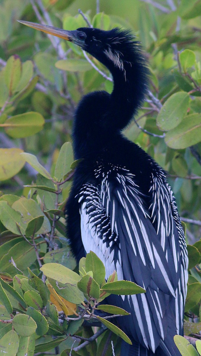 Anhinga d'Amérique - ML624207734