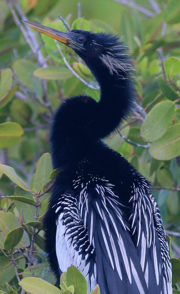 Anhinga d'Amérique - ML624207736