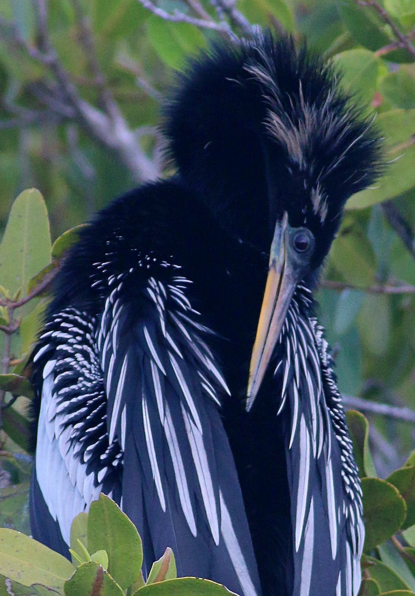 Anhinga d'Amérique - ML624207737