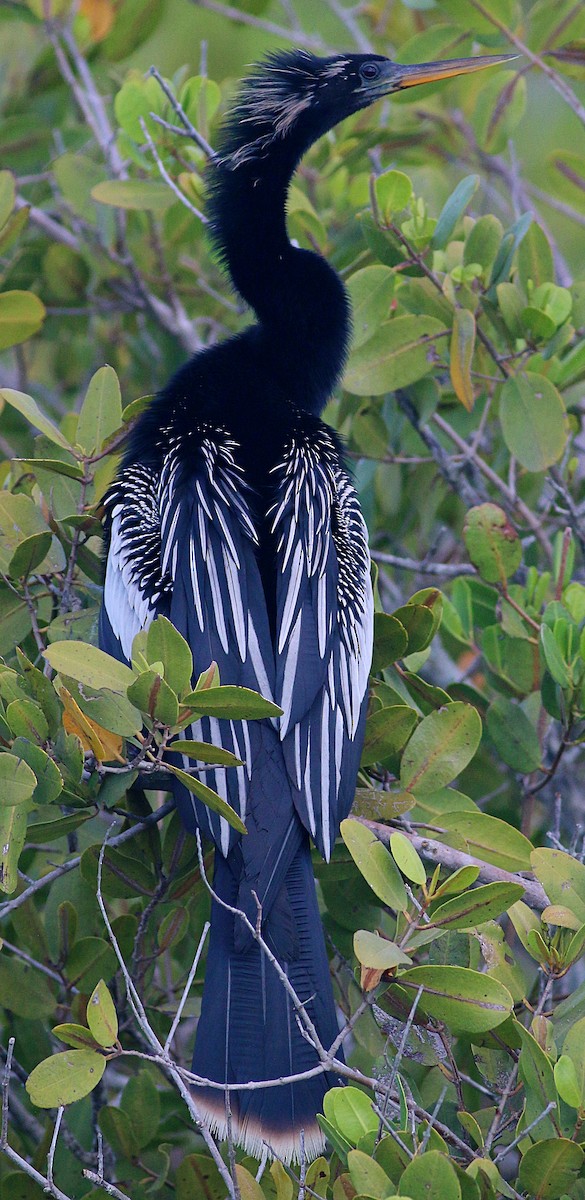 Anhinga d'Amérique - ML624207738