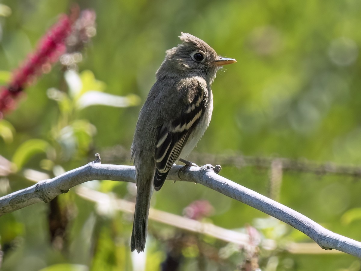 Western Flycatcher (Pacific-slope) - ML624207751