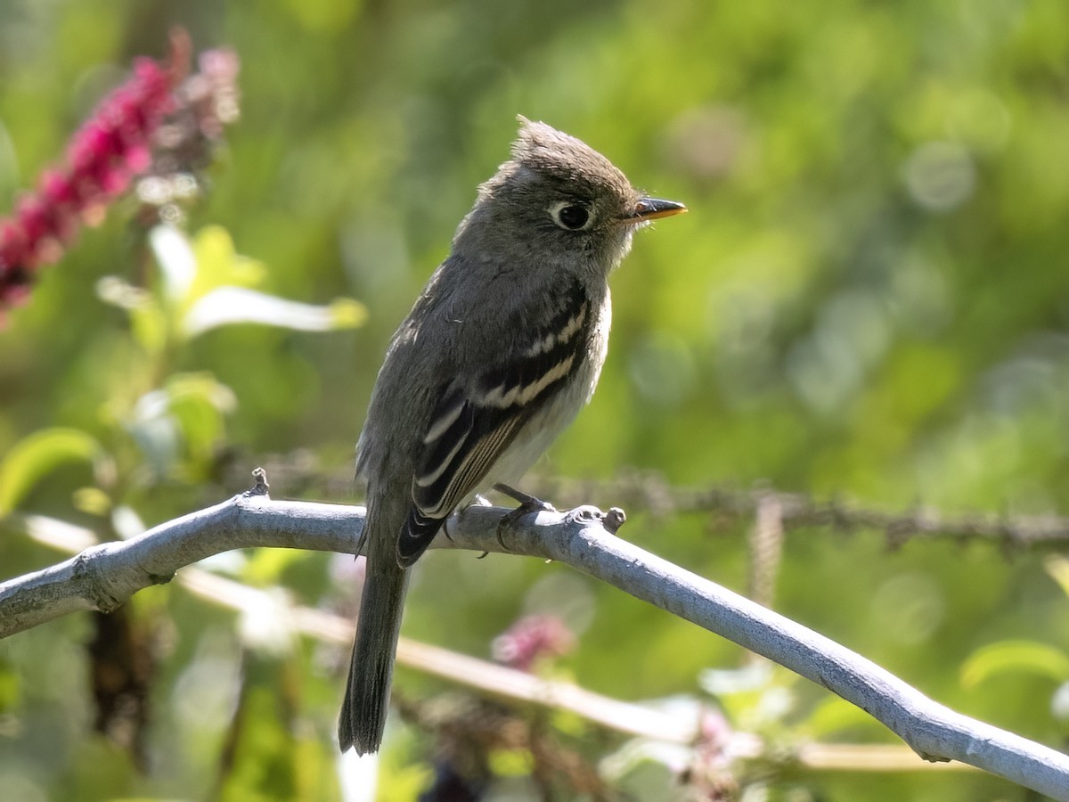 Western Flycatcher (Pacific-slope) - ML624207753